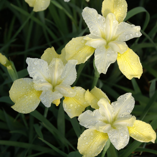 Siberian Iris 'Butter and Sugar'