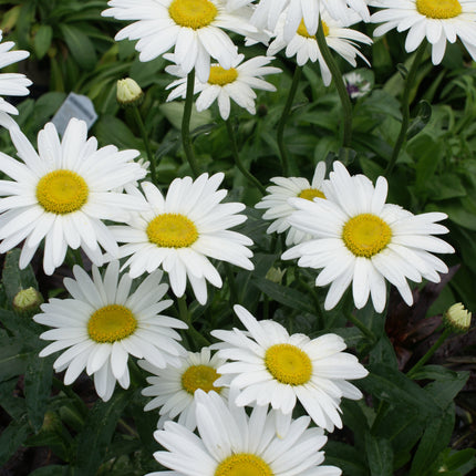 Shasta Daisy 'Becky'