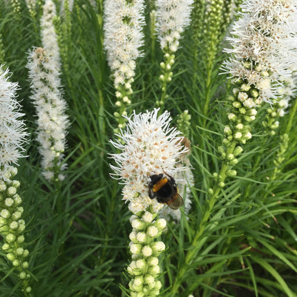 Blazing Star 'Floristan Alba'