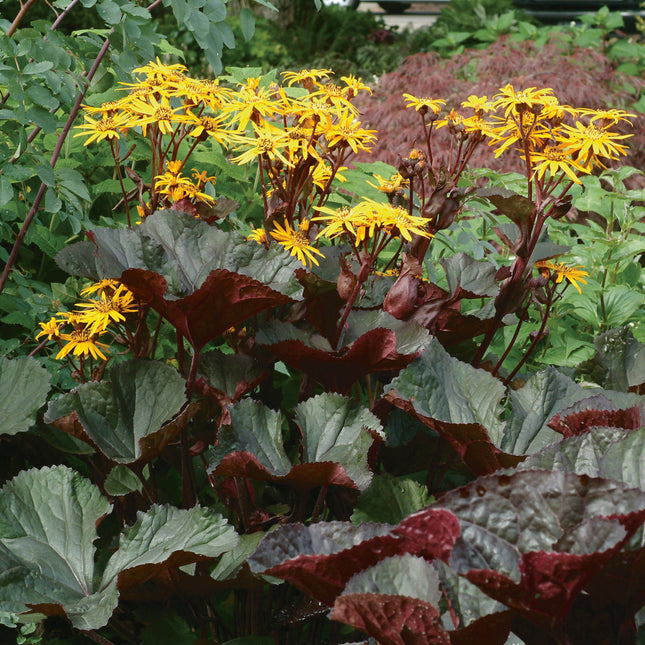 Ragwort 'Britt-Marie Crawford'