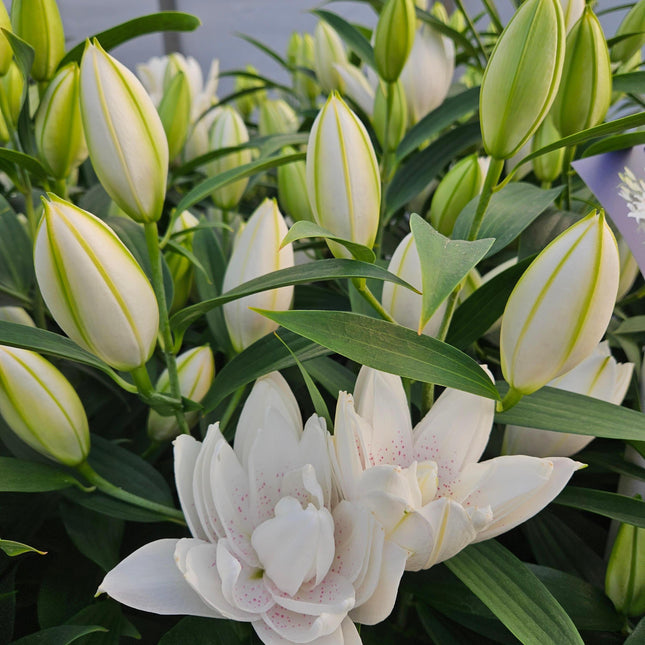 Oriental Lily-- Lily Looks™ 'Sunny Double Bounty'
