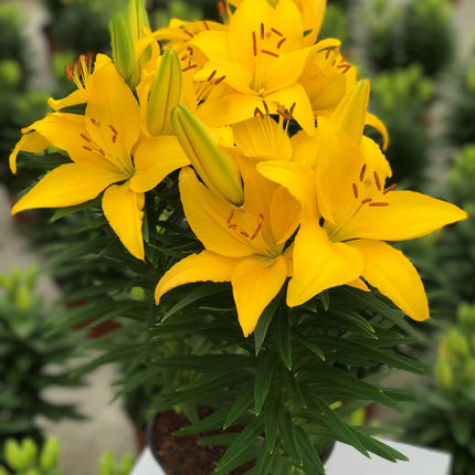 Asiatic Lily - Lily Looks™ 'Tiny Ranger'