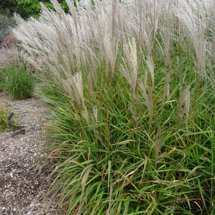 Flame Grass 'Purpurascens'