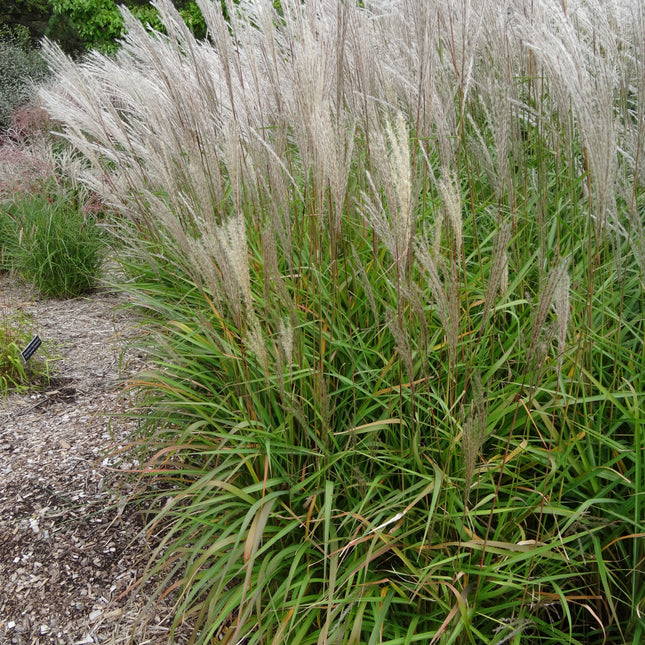 Flame Grass 'Purpurascens'