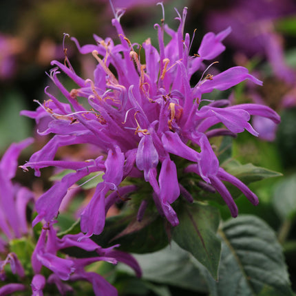 Bee Balm 'Balmy™ Lilac'