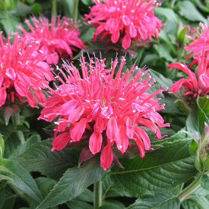 Bee Balm 'Balmy™ Rose'