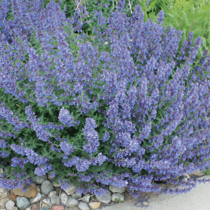 Catmint 'Walker's Low'