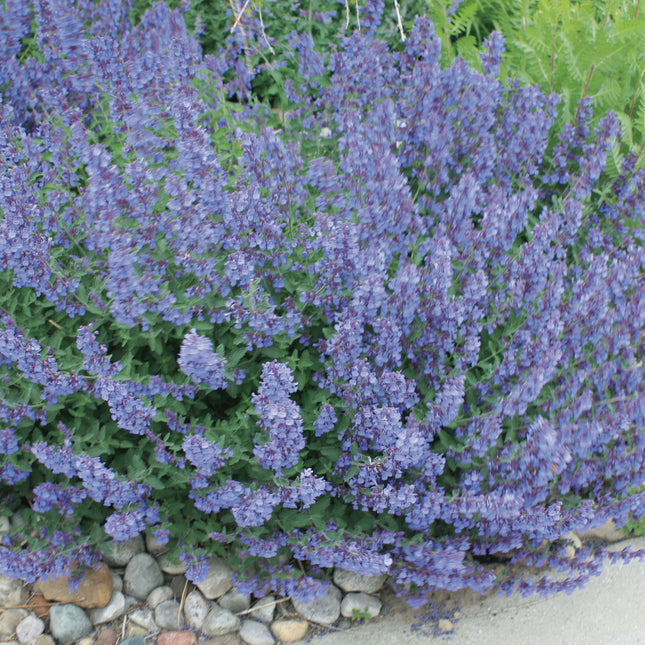 Catmint 'Walker's Low'