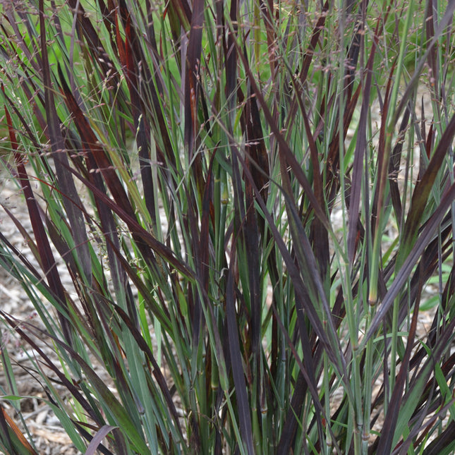 Switch Grass 'Blood Brothers'