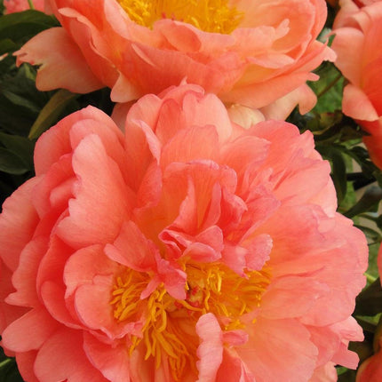 Garden Peony 'Coral Sunset'