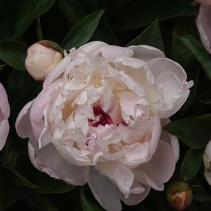 Garden Peony 'Festiva Maxima'