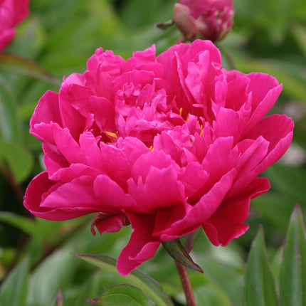 Garden  Peony 'Karl Rosenfield'