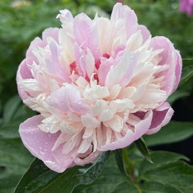 Garden  Peony 'Sorbet'