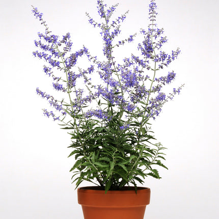 Russian Sage 'Crazy Blue'