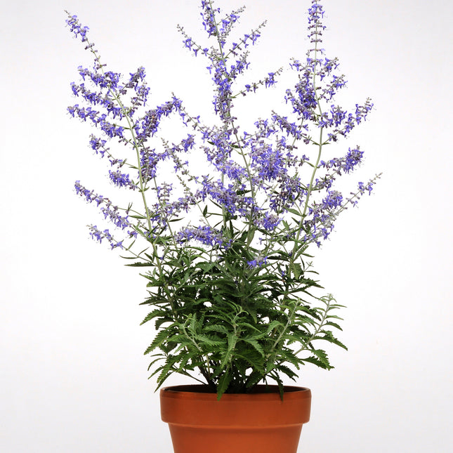 Russian Sage 'Crazy Blue'