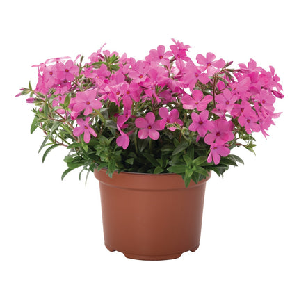 Woodland Phlox 'Woodlander Pink'