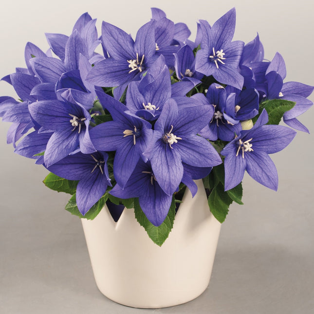 Balloon Flower 'Pop Star™ Blue'