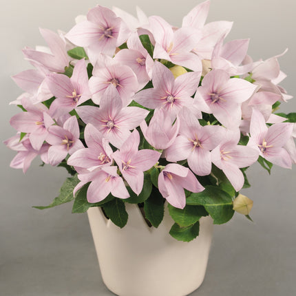 Balloon Flower 'Pop Star™ Pink'