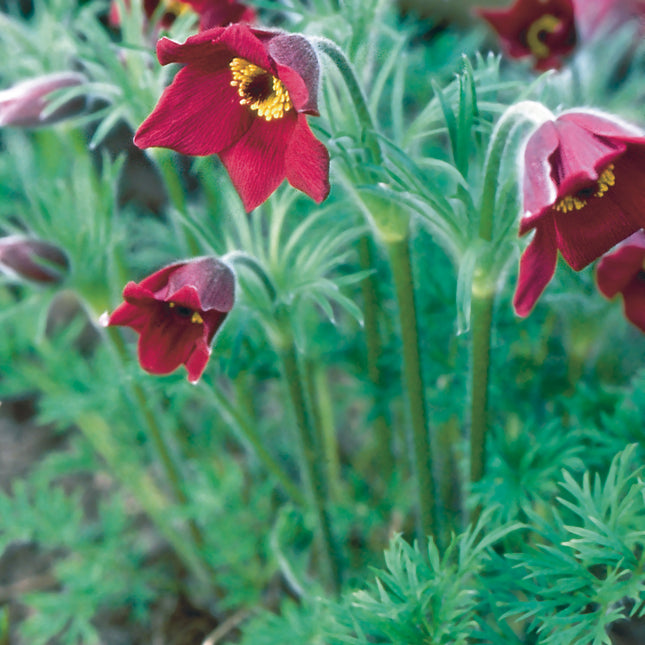 Pasque Flower 'Red Bells'