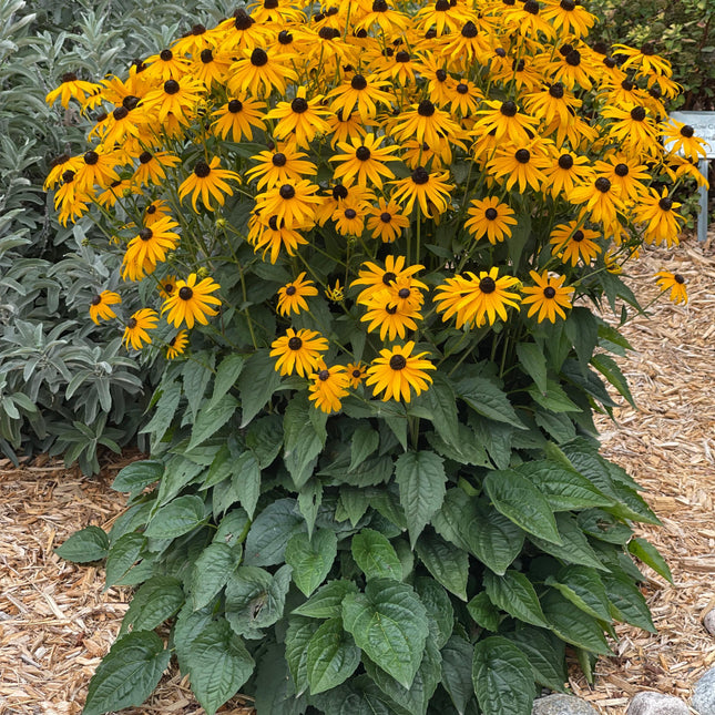 Black-Eyed Susan 'Goldsturm'