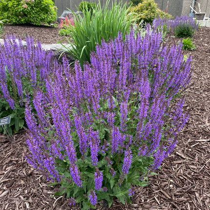 Meadow Sage 'Blue By You'