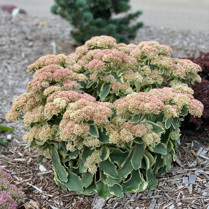 Stonecrop Tall, Upright, Clumping 'Frosted Fire'
