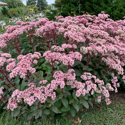 Stonecrop Tall, Upright, Clumping 'Matrona'
