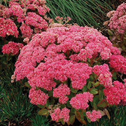 Stonecrop Tall, Upright, Clumping 'Mr. Goodbud'