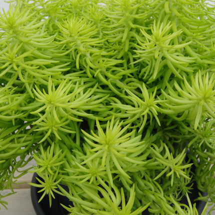 Stonecrop Low Growing/Groundcover  'Angelina'