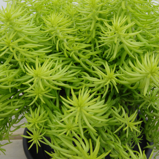 Stonecrop Low Growing/Groundcover  'Angelina'
