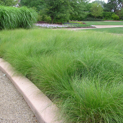 Prairie Dropseed Grass