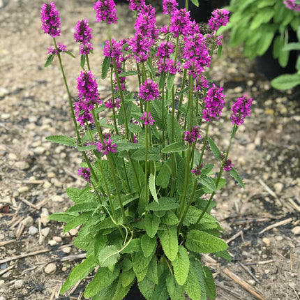 Betony 'Hummelo'