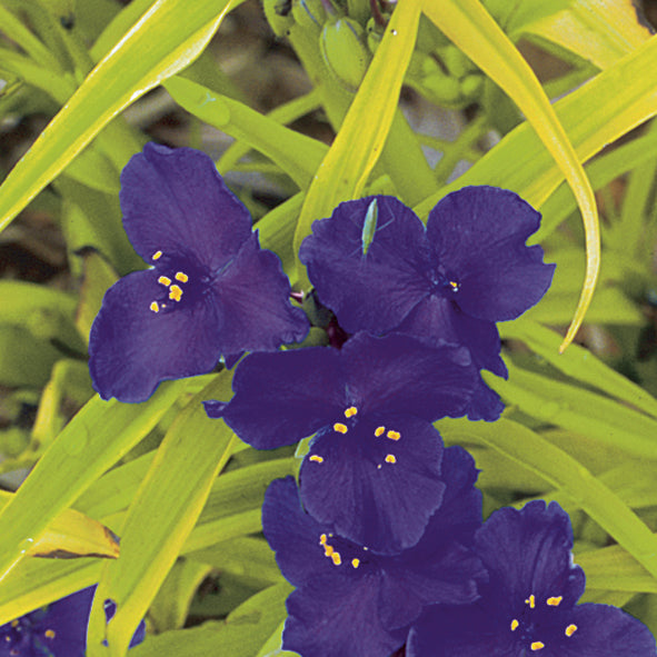 Spiderwort 'Blue & Gold'