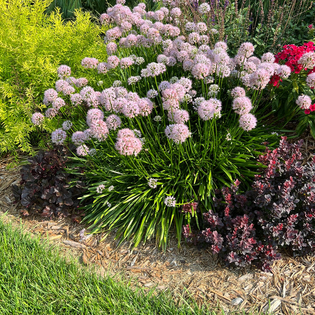 Ornamental Onion 'Summer Beauty'