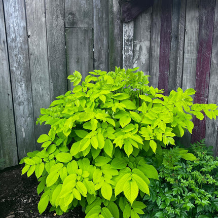 Japanese Spikenard 'Sun King'