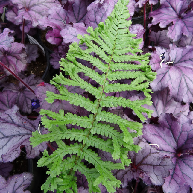 Male Fern Cristata 'The King'