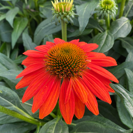 Coneflower 'Sombrero ®Fiesta Orange'