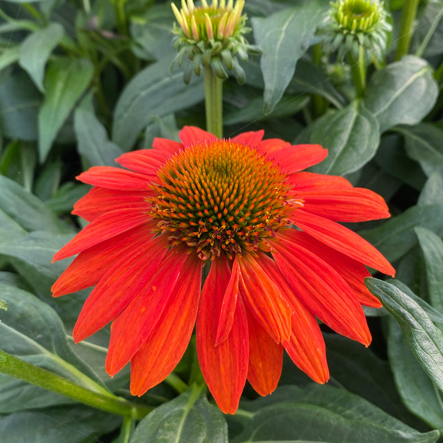 Coneflower 'Sombrero ®Fiesta Orange'