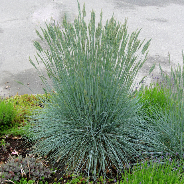 Blue Fescue Grass 'Beyond Blue'