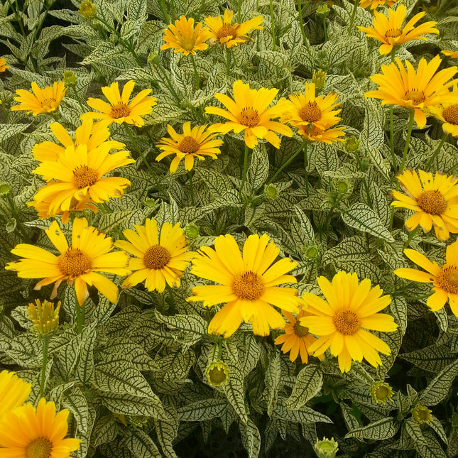 False Sunflower 'Sunstruck'