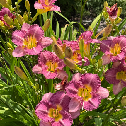 Daylily 'Entrapment'
