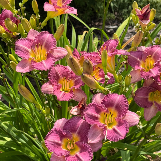 Daylily 'Entrapment'