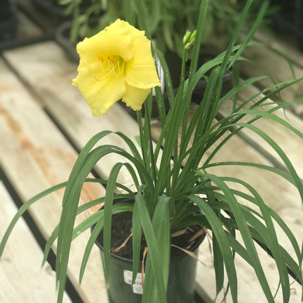 Daylily 'Happy Returns'