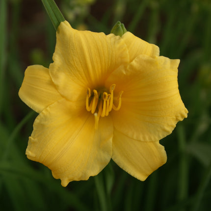Daylily 'Stella D'Oro'