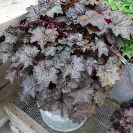 Coral Bells 'Palace Purple'