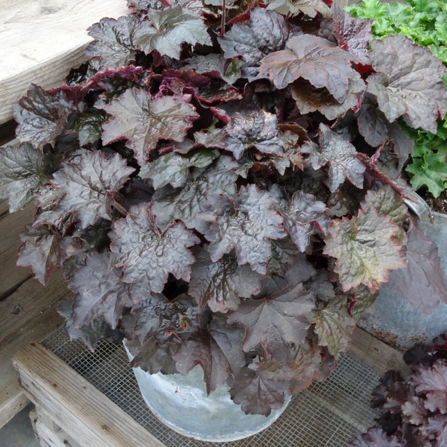 Coral Bells 'Palace Purple'