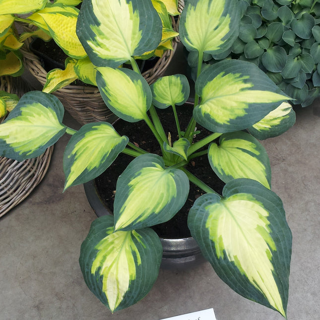 Plantain Lily 'Forbidden Fruit'