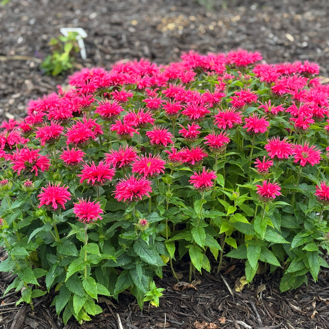 Bee Balm 'Balmy™ Rose'