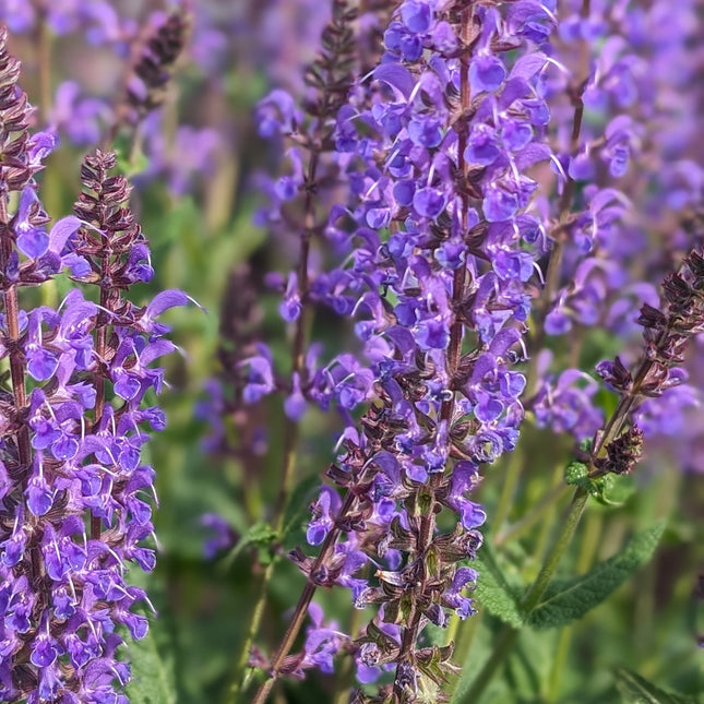 Meadow Sage 'Blue By You'