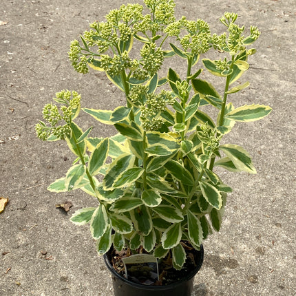 Stonecrop Tall, Upright, Clumping 'Frosted Fire'